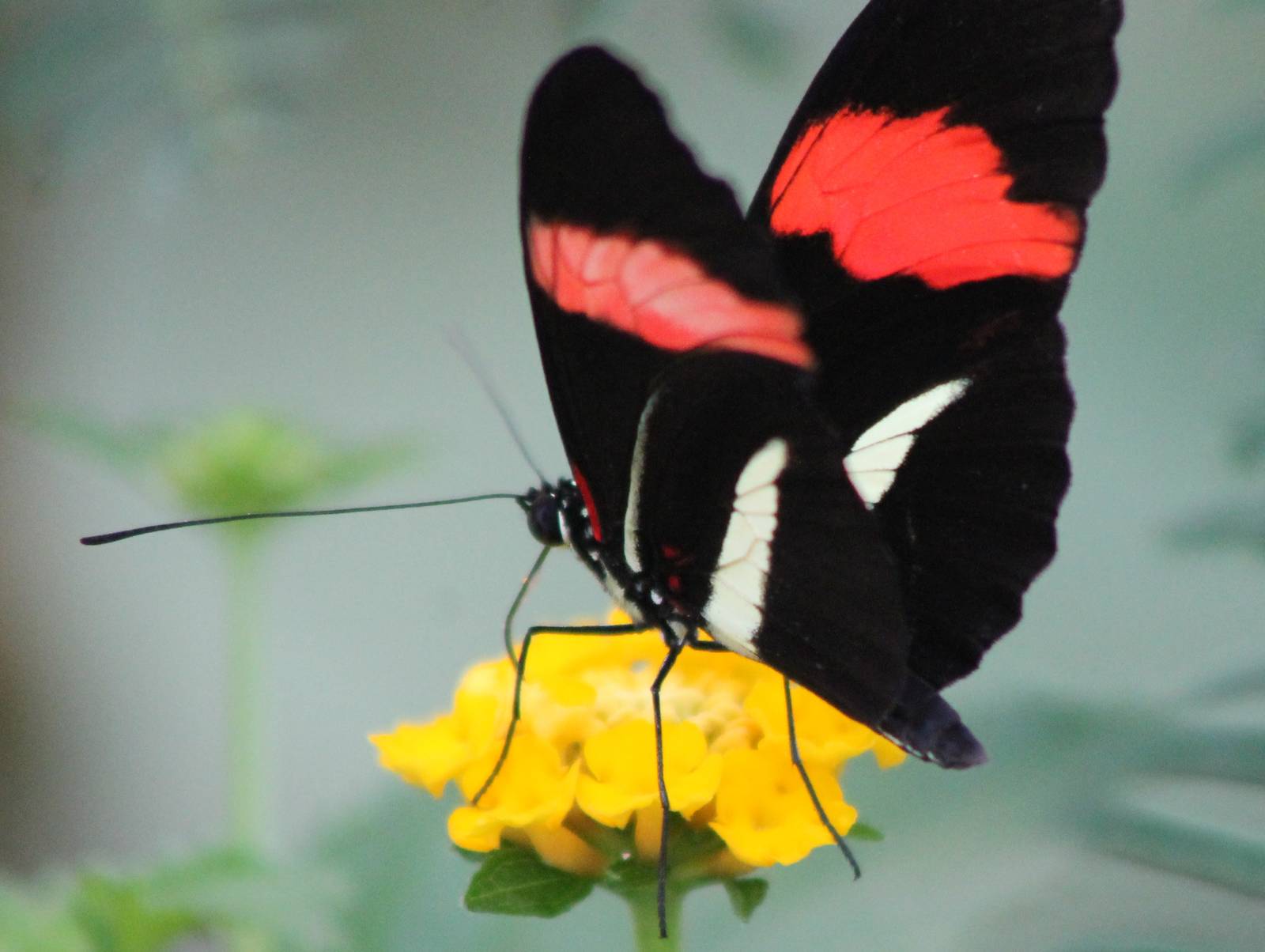 Heliconius sp.