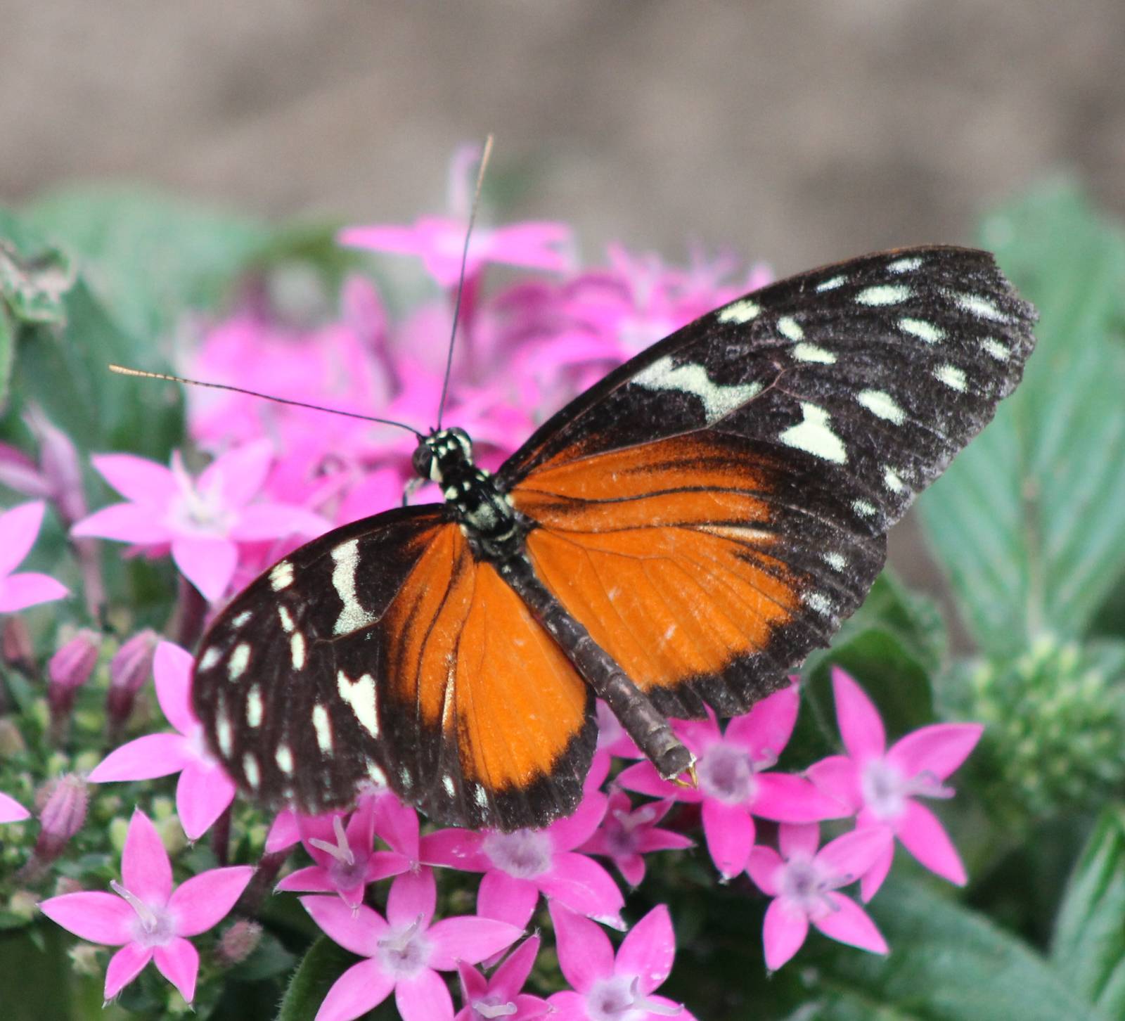 Heliconius sp.
