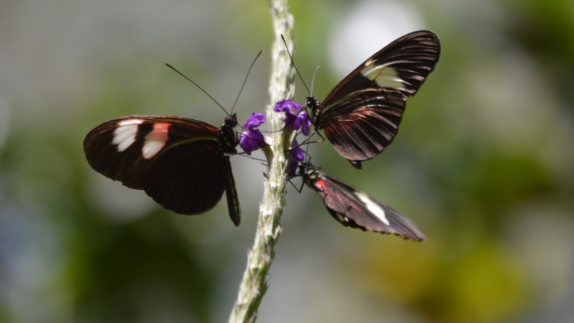 Heliconius sp.