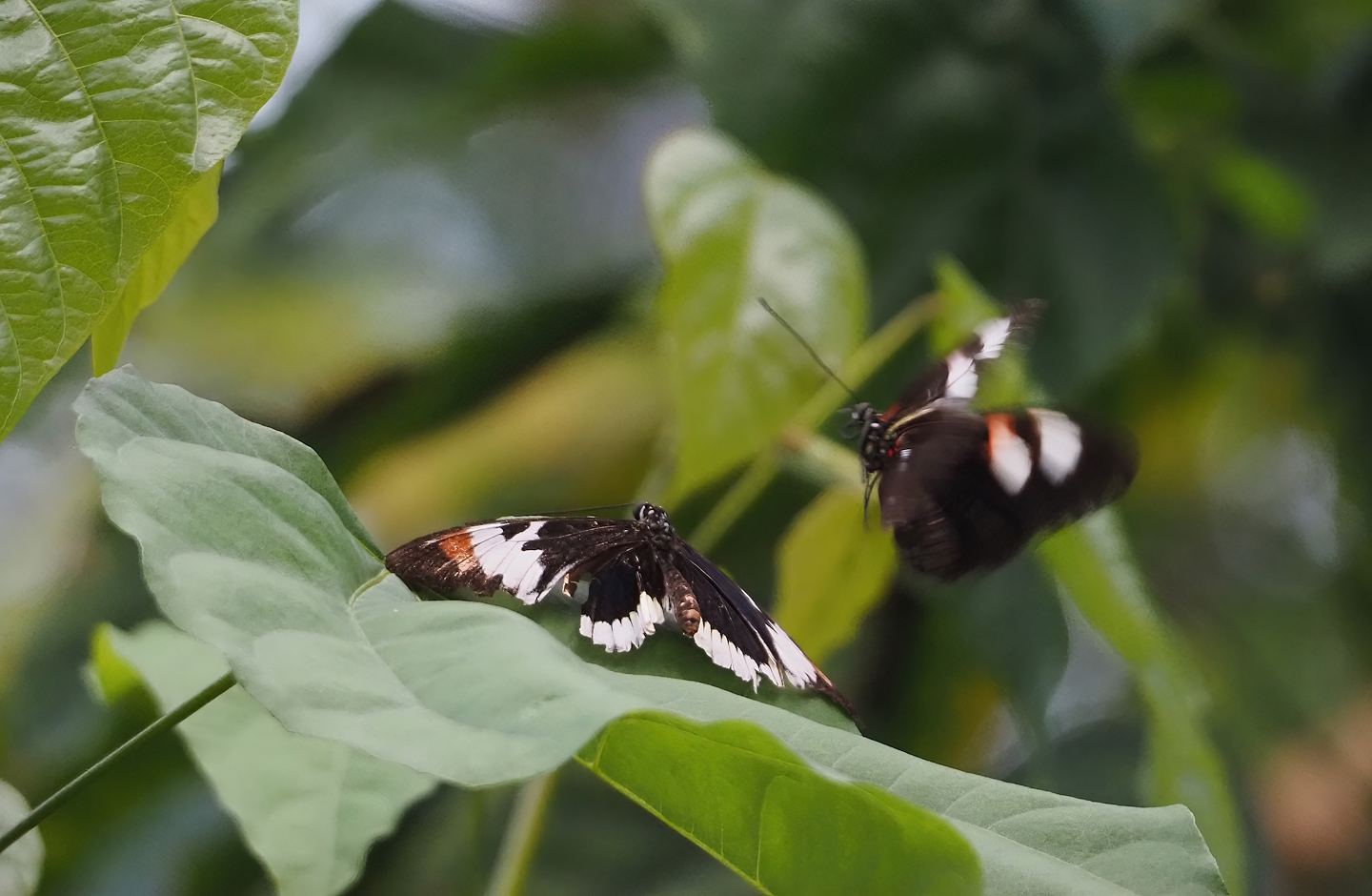 Heliconius species, 2025-05-17