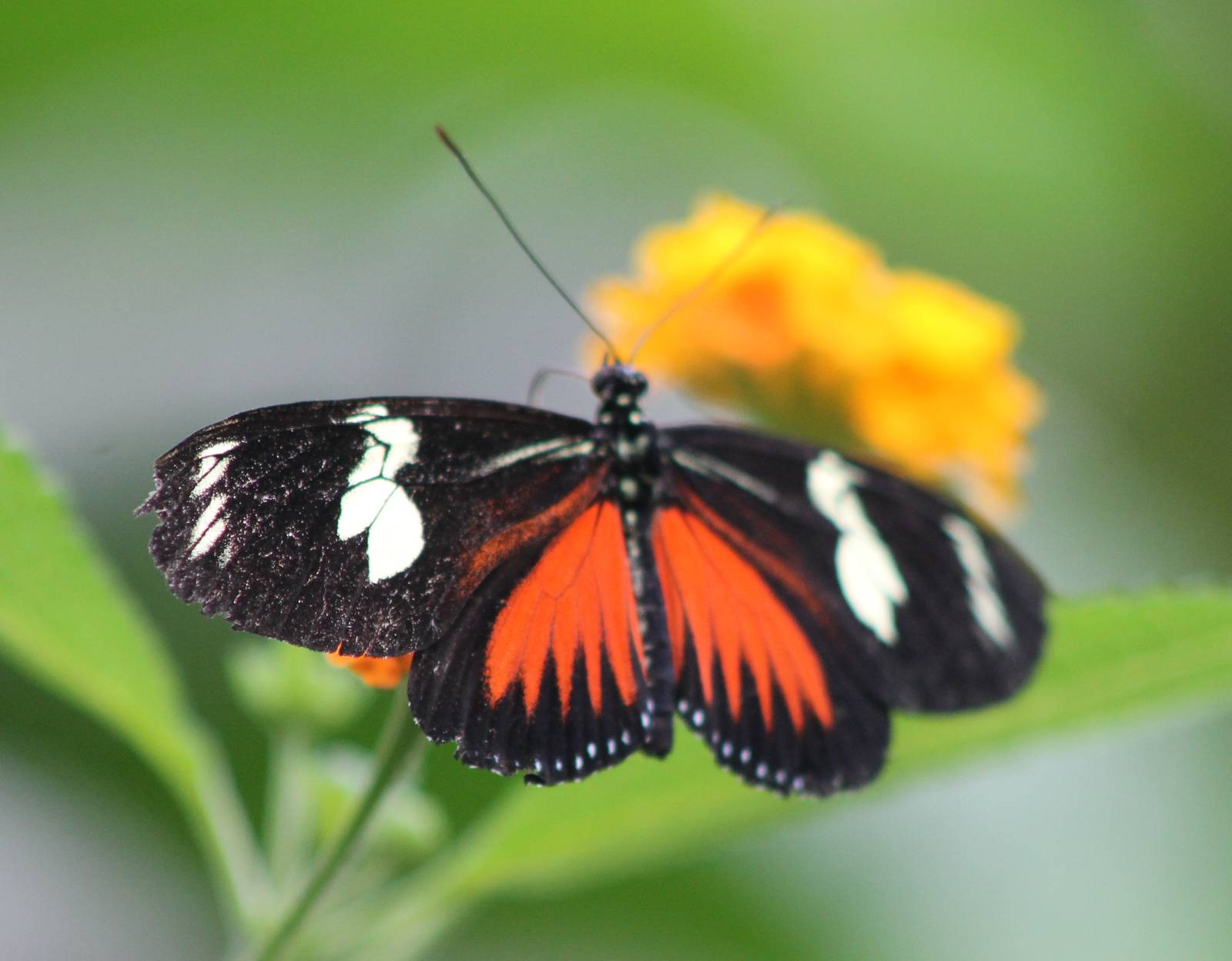 Heliconius species ID