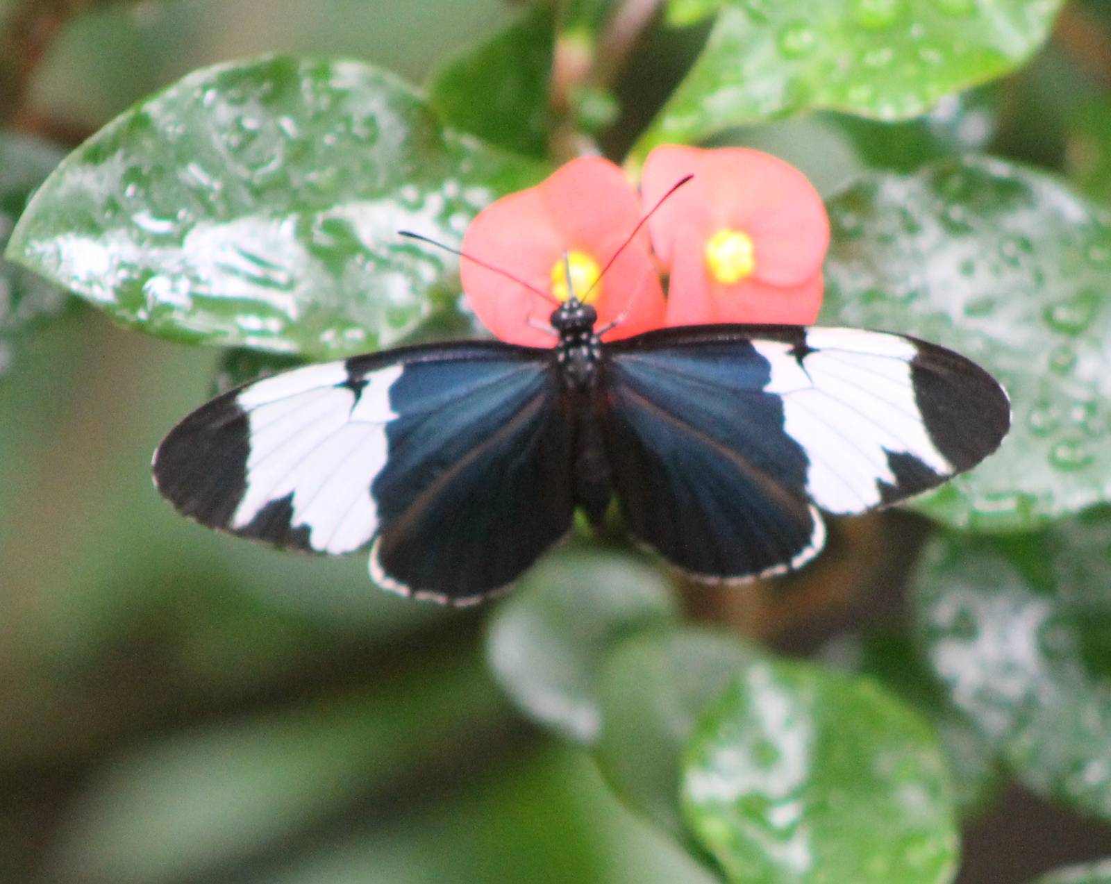 Heliconius species ID