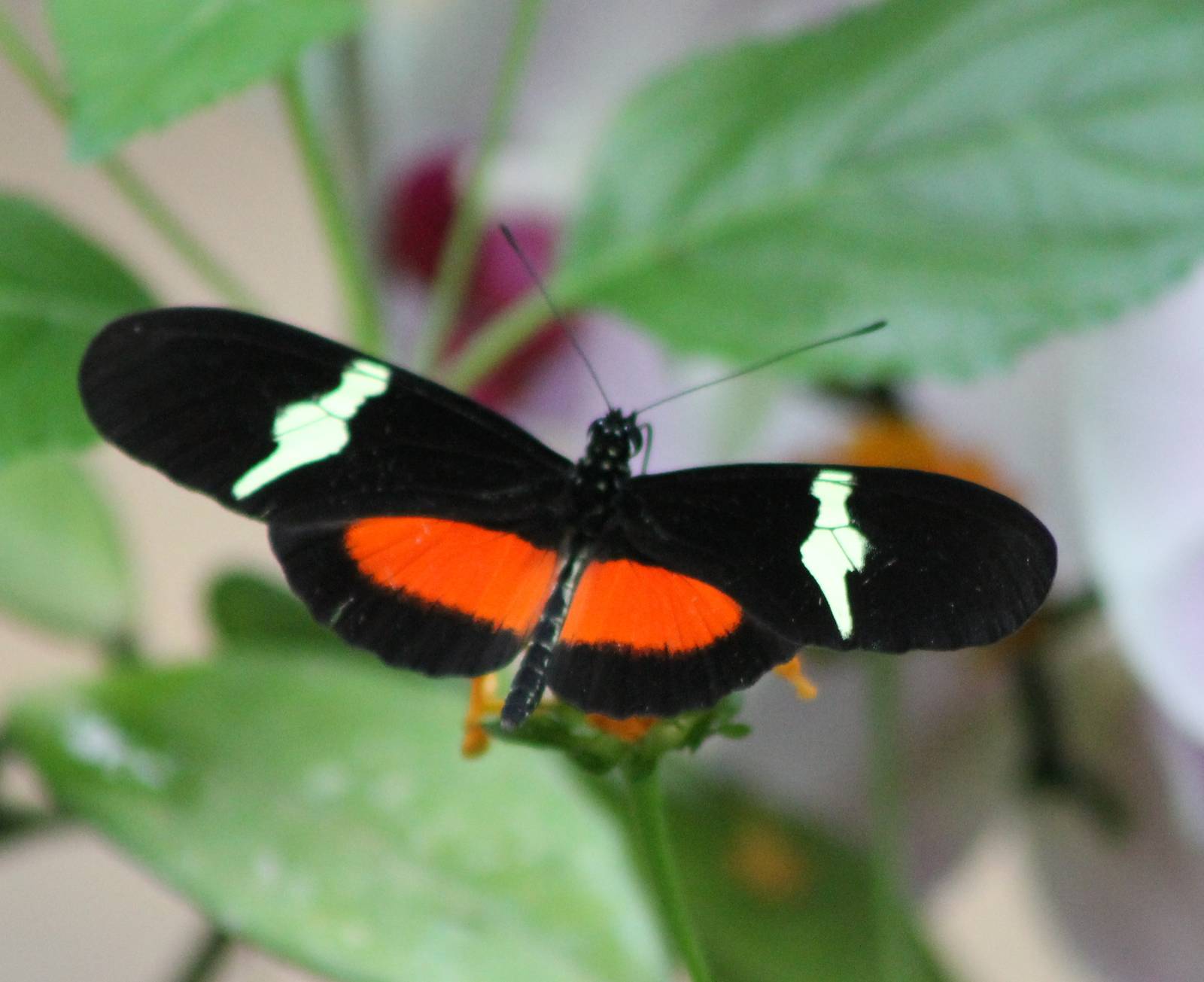 Heliconius species ID