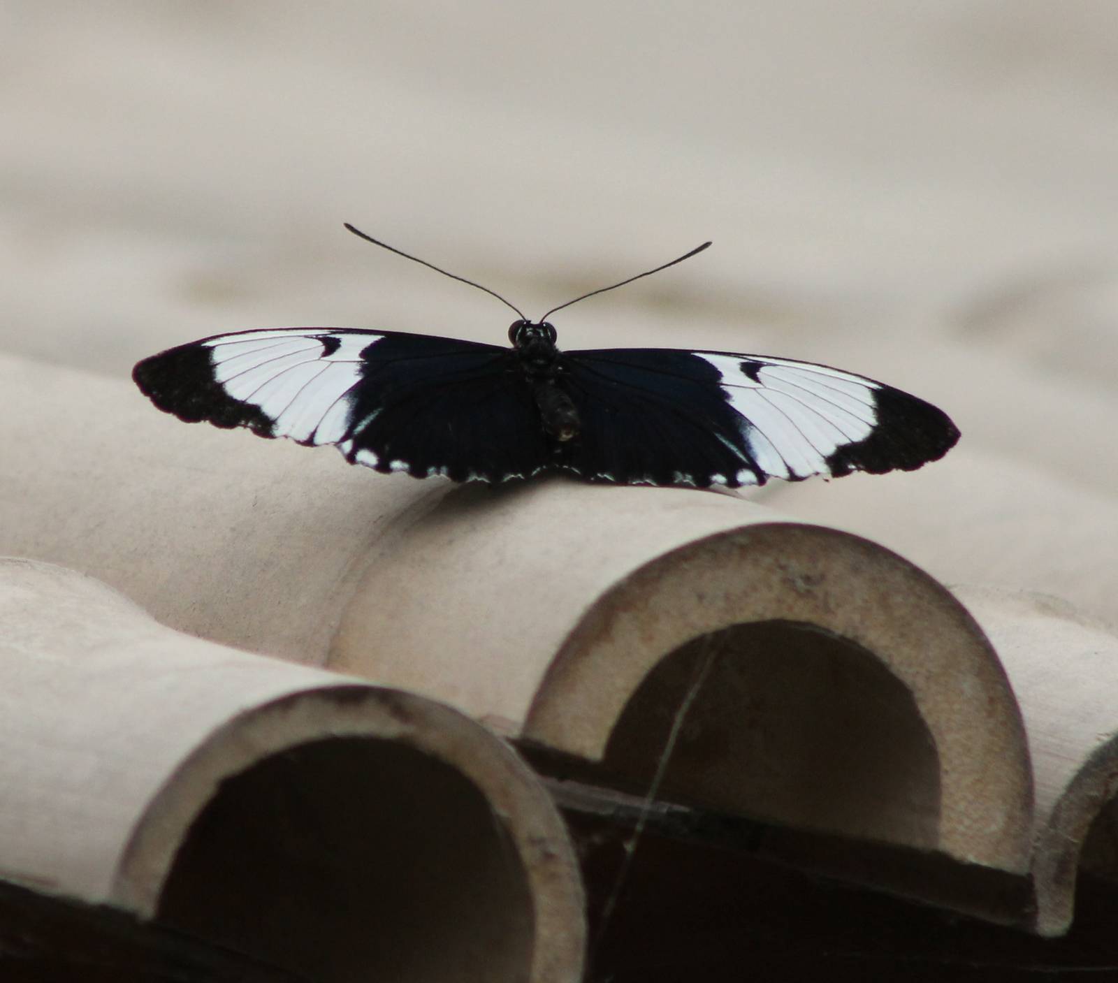 Heliconius species ID
