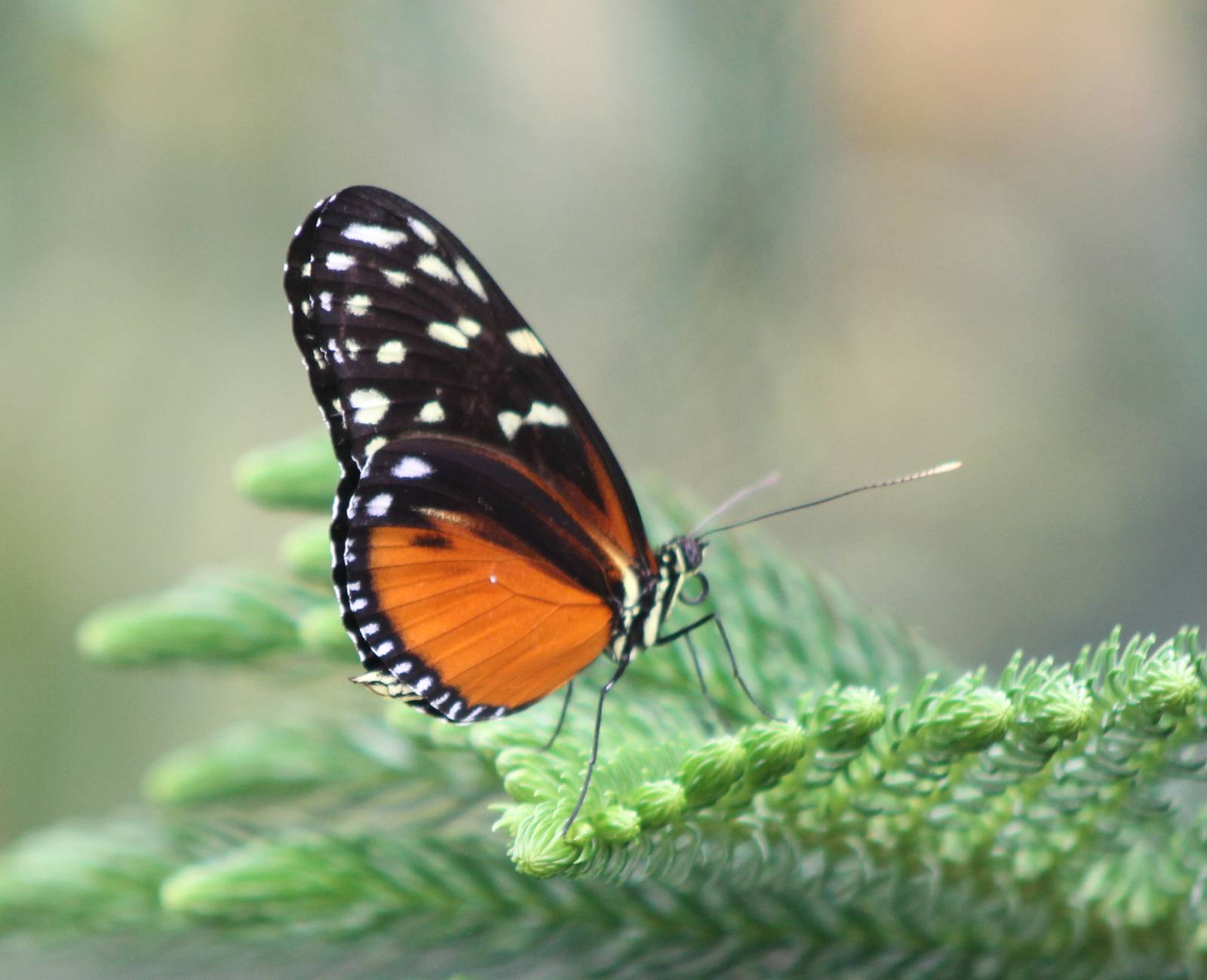 Heliconius species ID