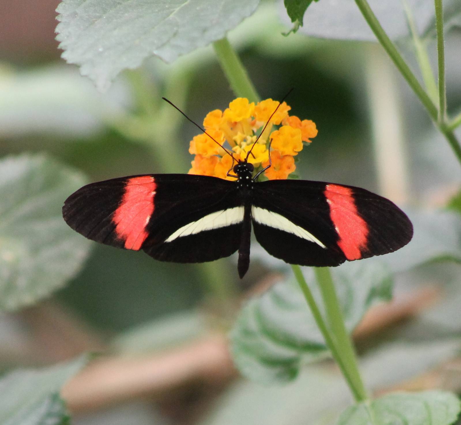 Heliconius species