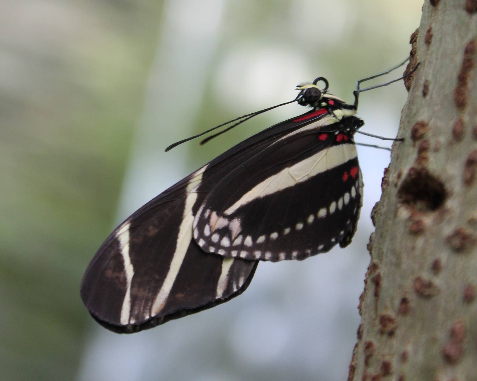 Heliconius species