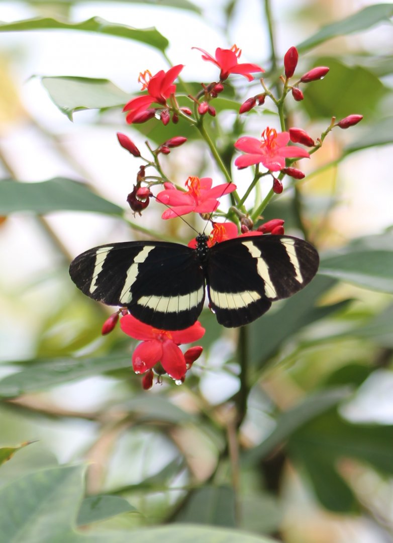 Heliconius species