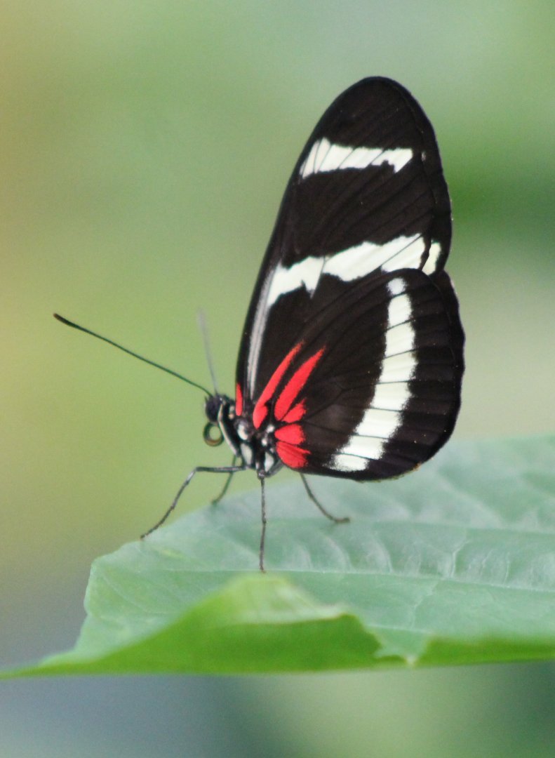 Heliconius species