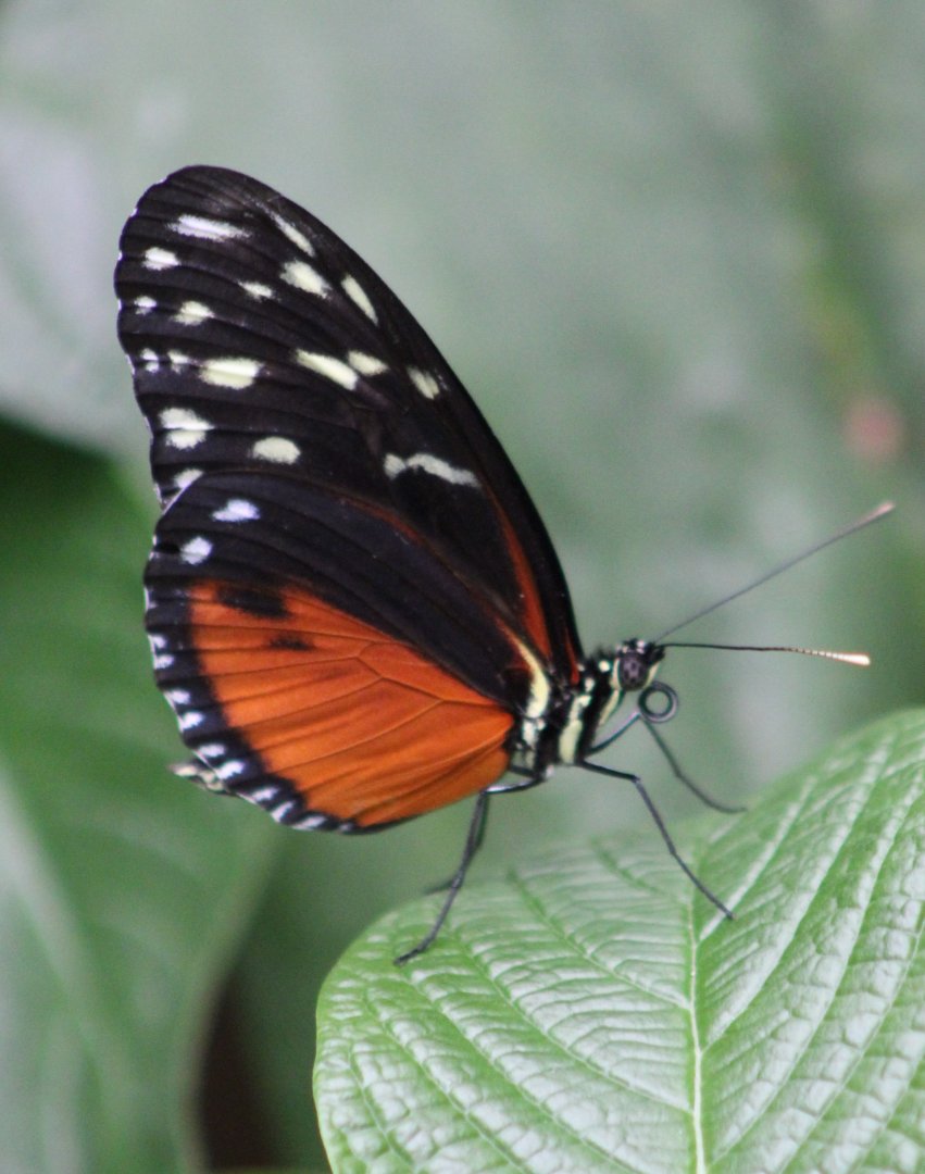 Heliconius species