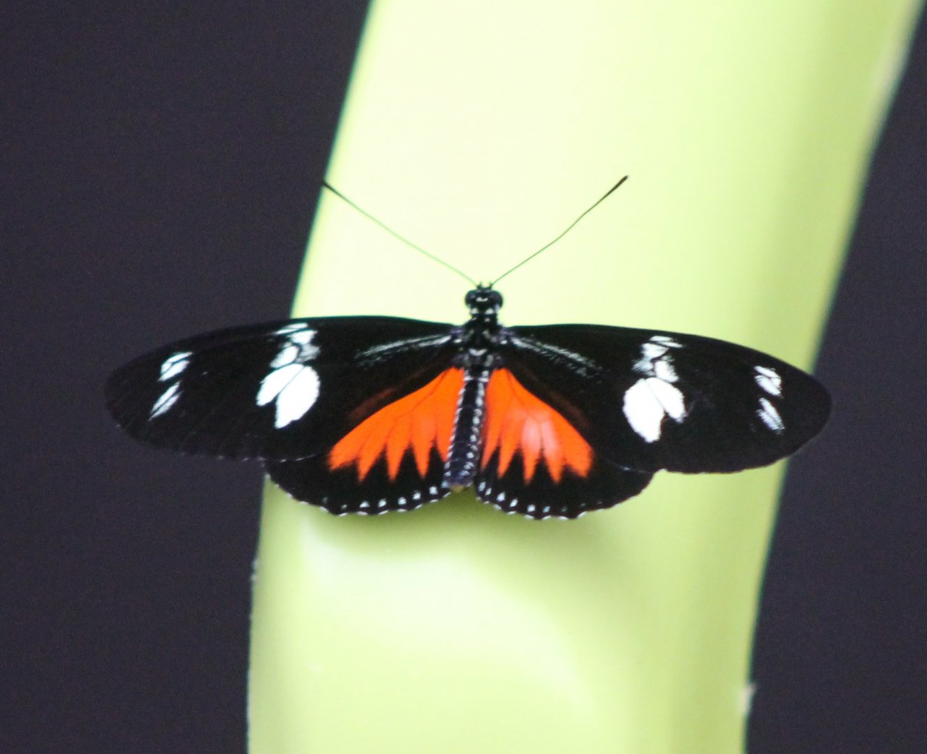 Heliconius