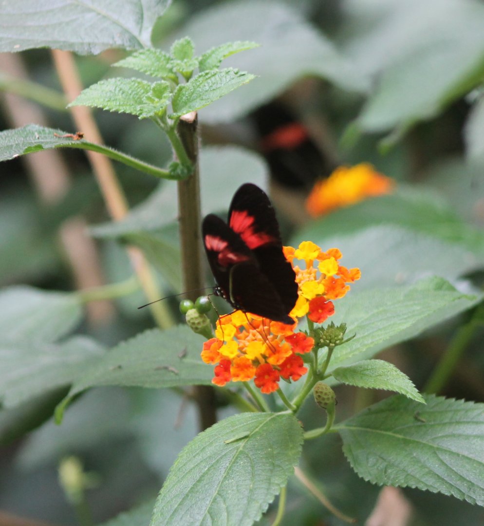 Heliconius