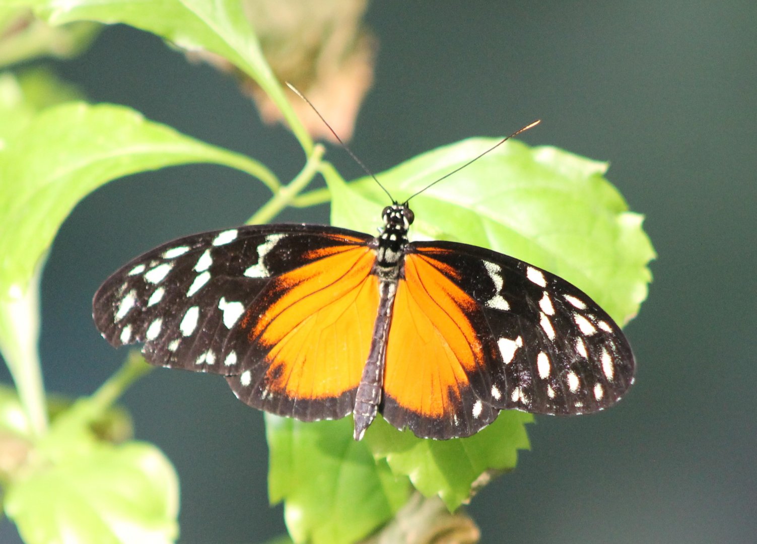 Heliconius