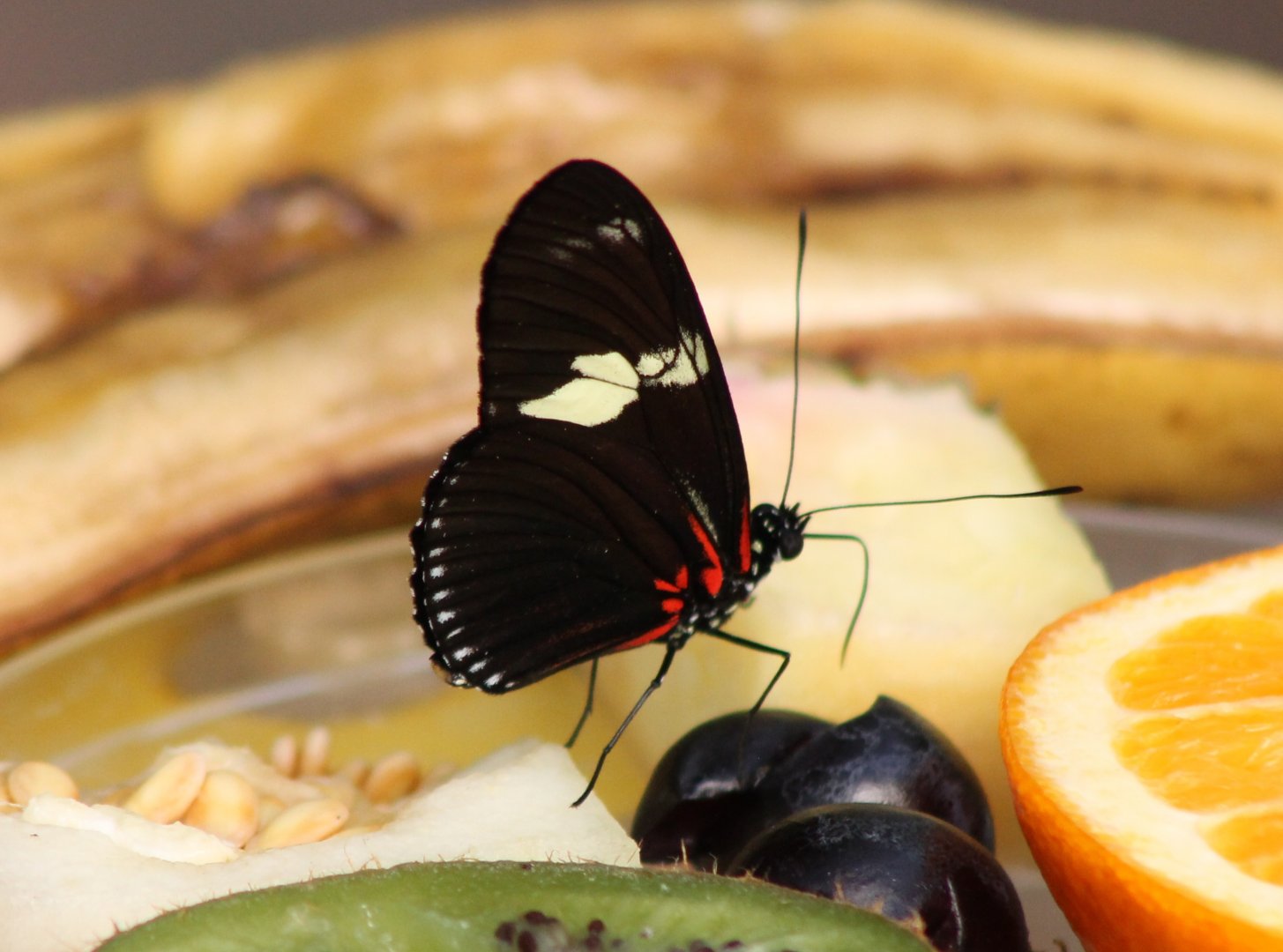 Heliconius