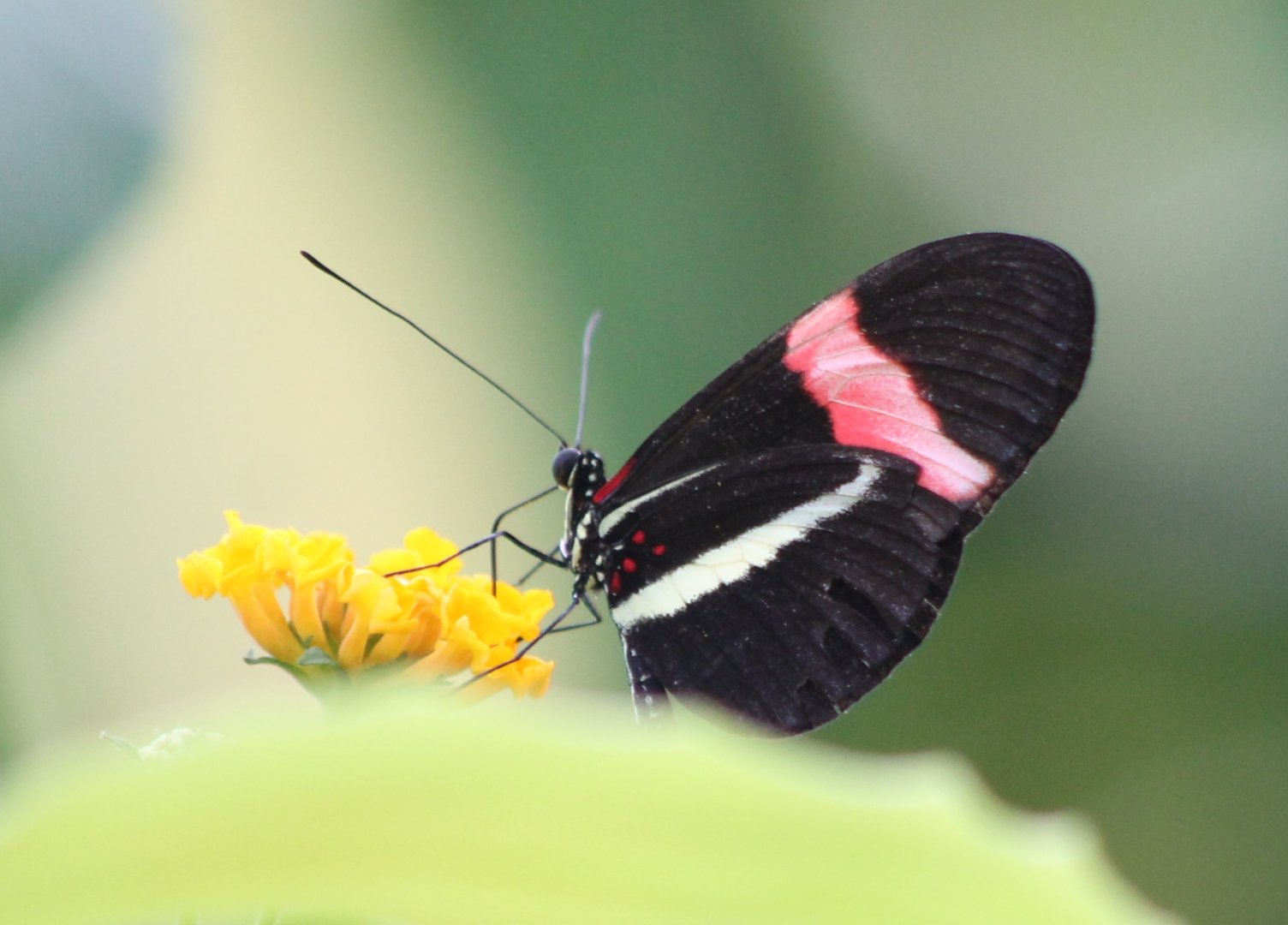 Heliconius