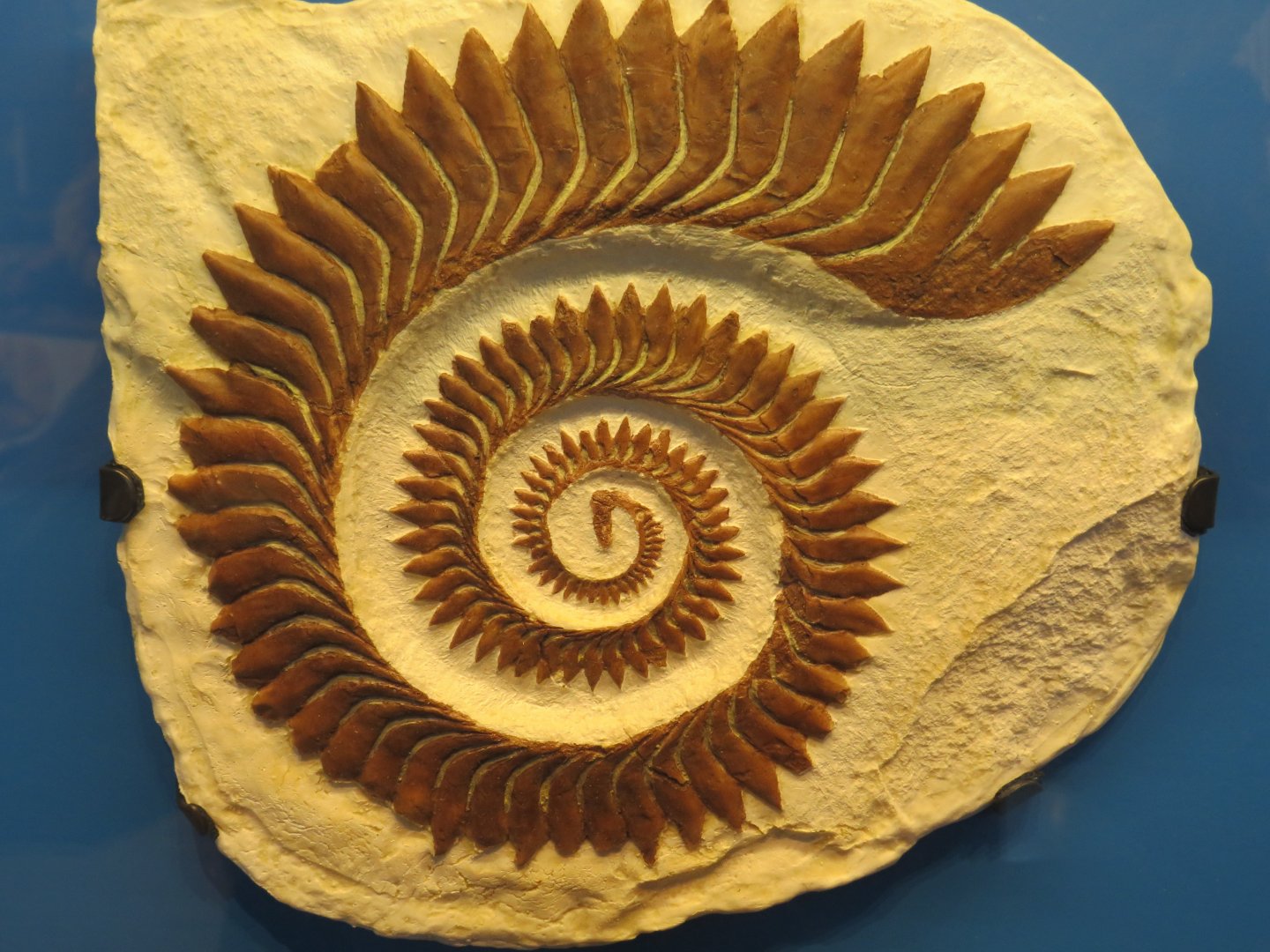 Helicoprion tooth whorl