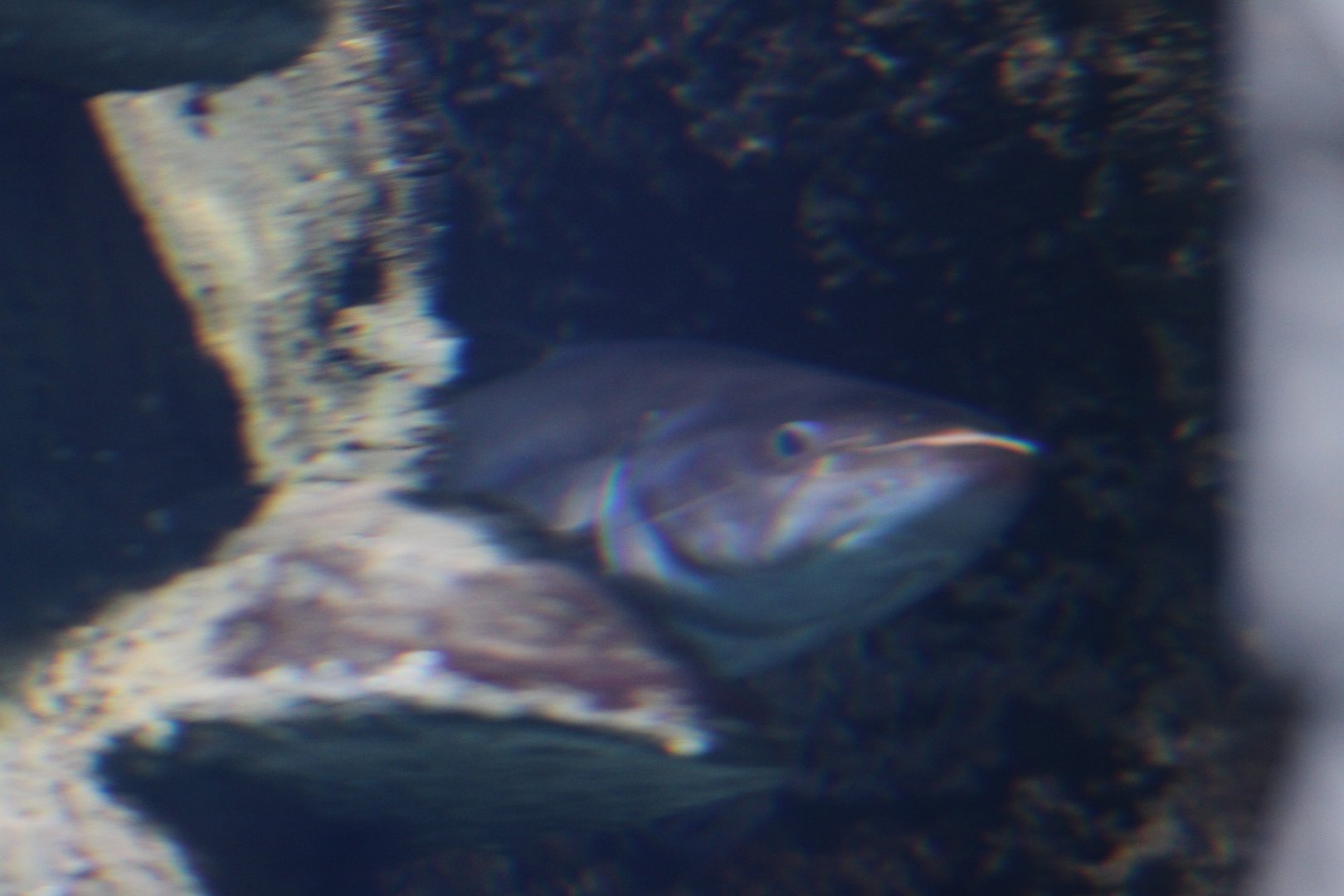 Helicopter catfish (Wallagonia leerii)