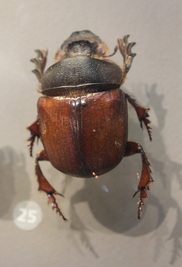 Heliocopris colossuss