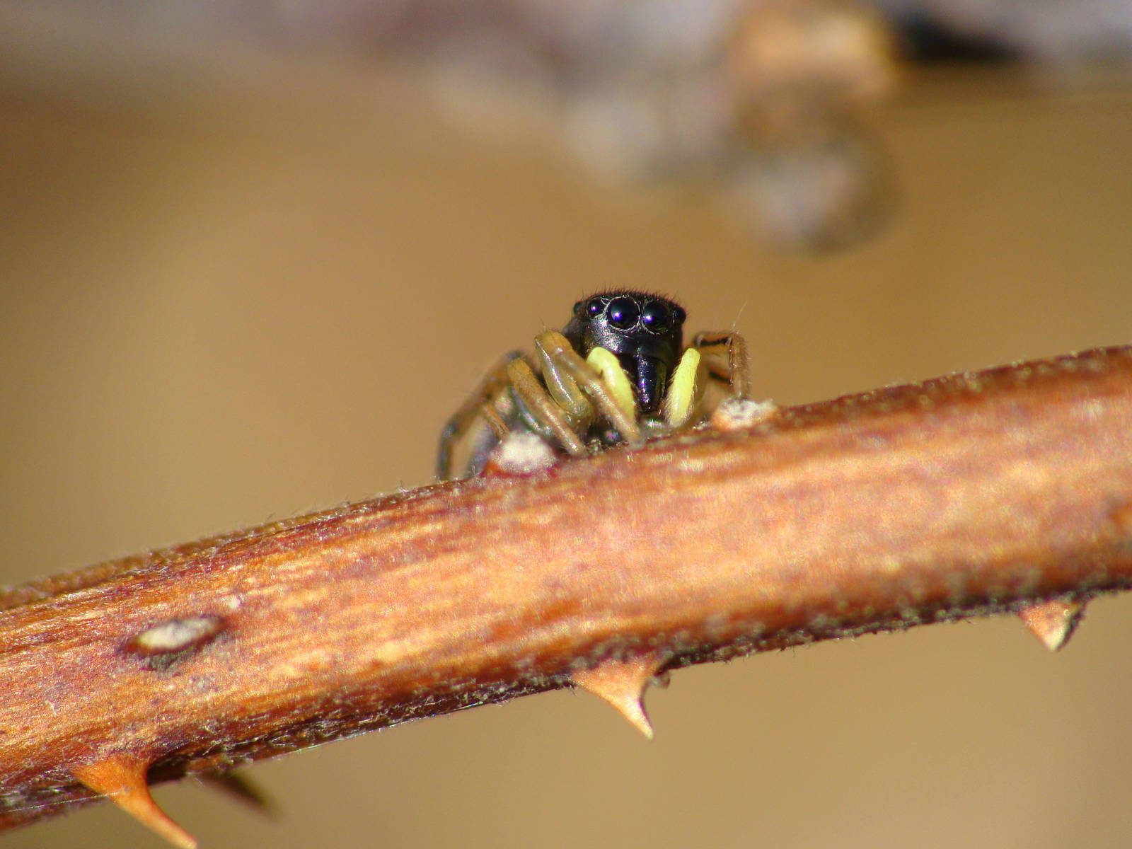 Heliophanus cf. cupreus