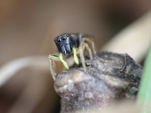 Heliophanus sp.