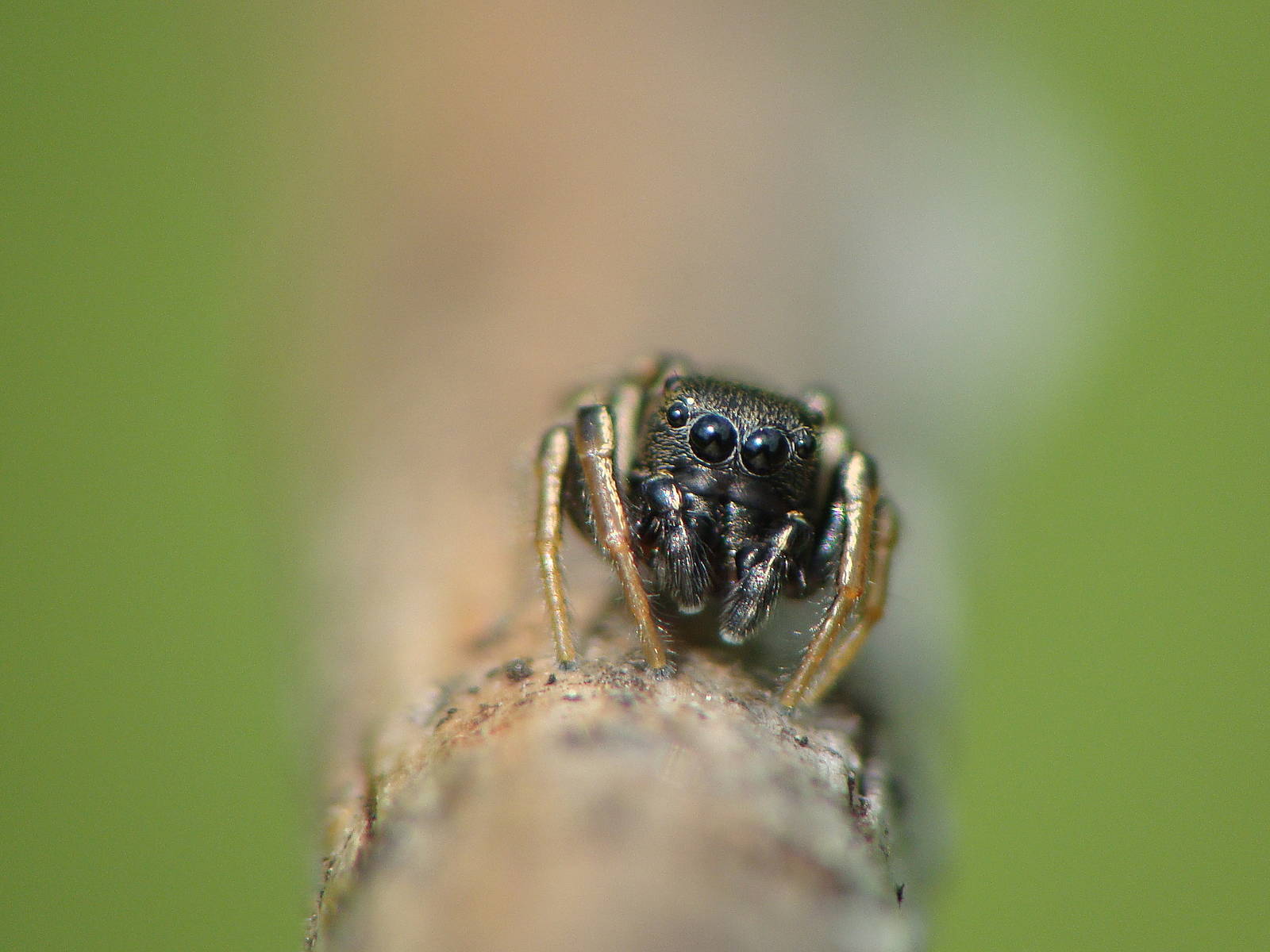 Heliophanus sp.