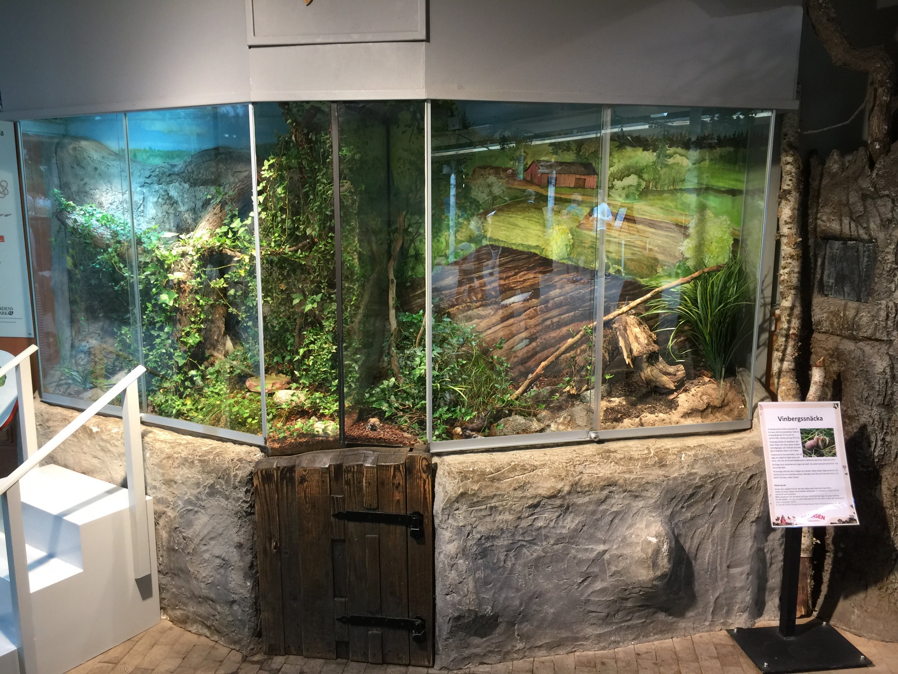 Helix pomatia Terrarium