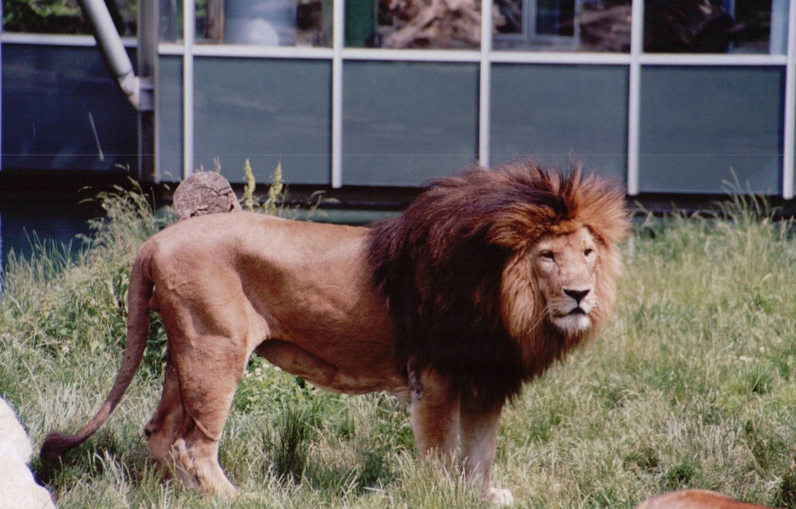 Hellabrunn 1999 - African Lion male