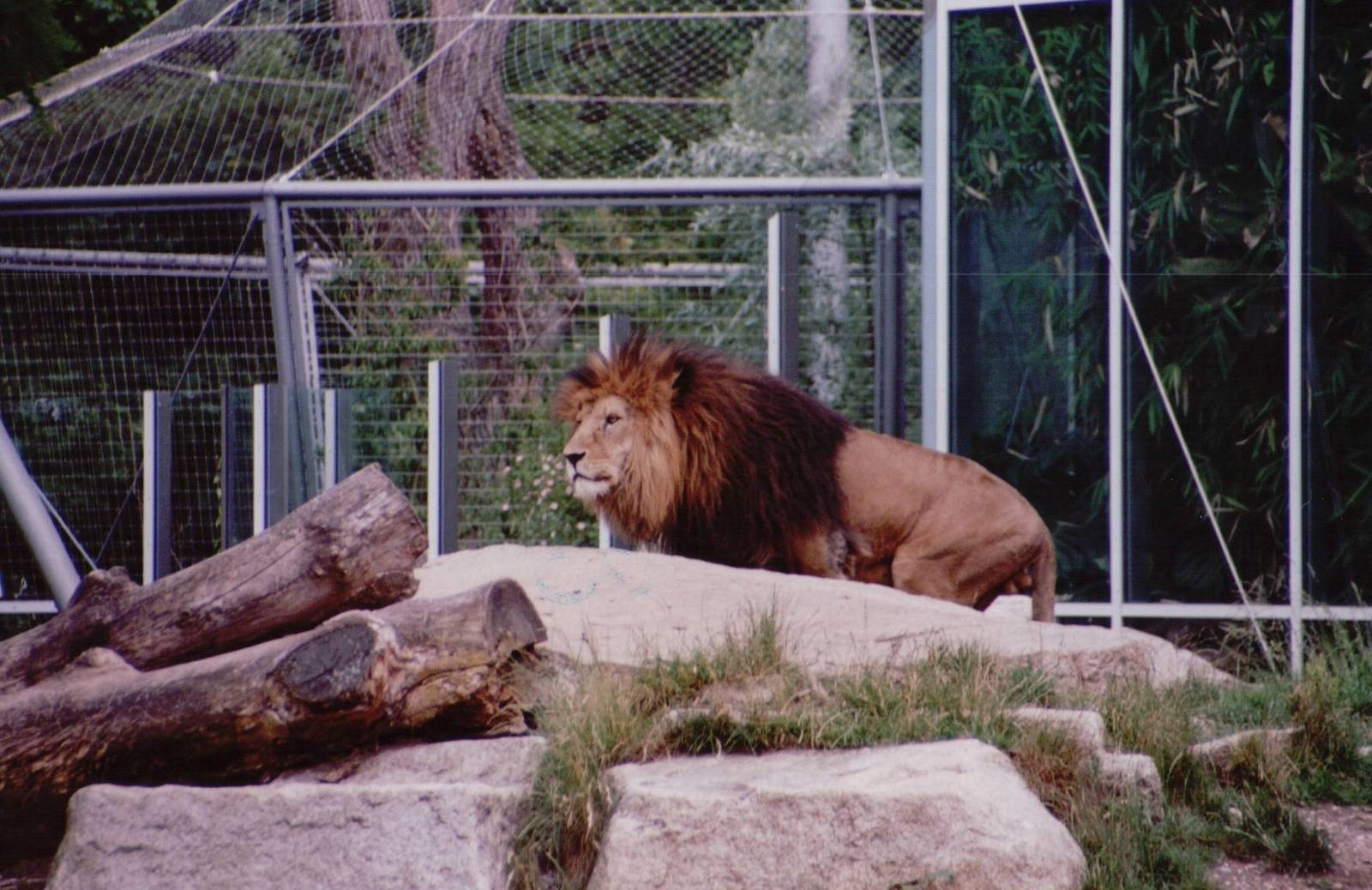 Hellabrunn 1999 - African Lion male