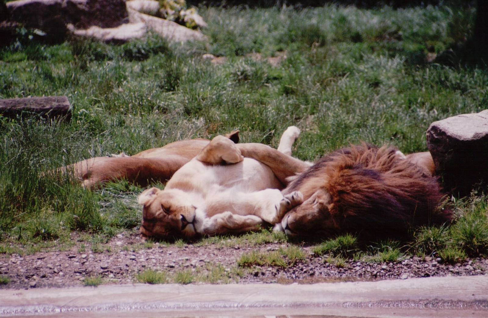 Hellabrunn 1999 - African Lions