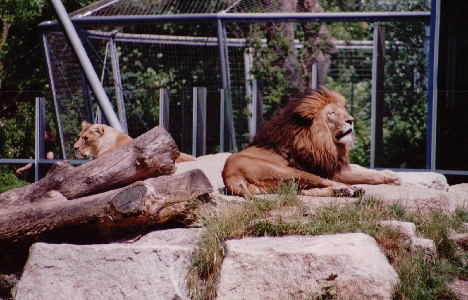 Hellabrunn 1999 - African Lions