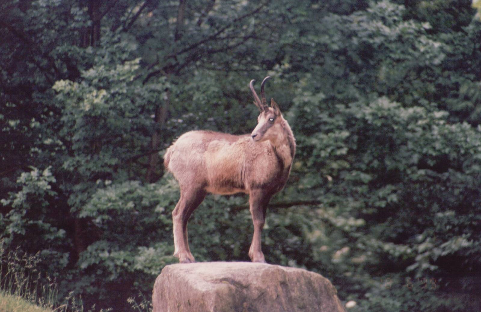 Hellabrunn 1999 - Apennine Chamois