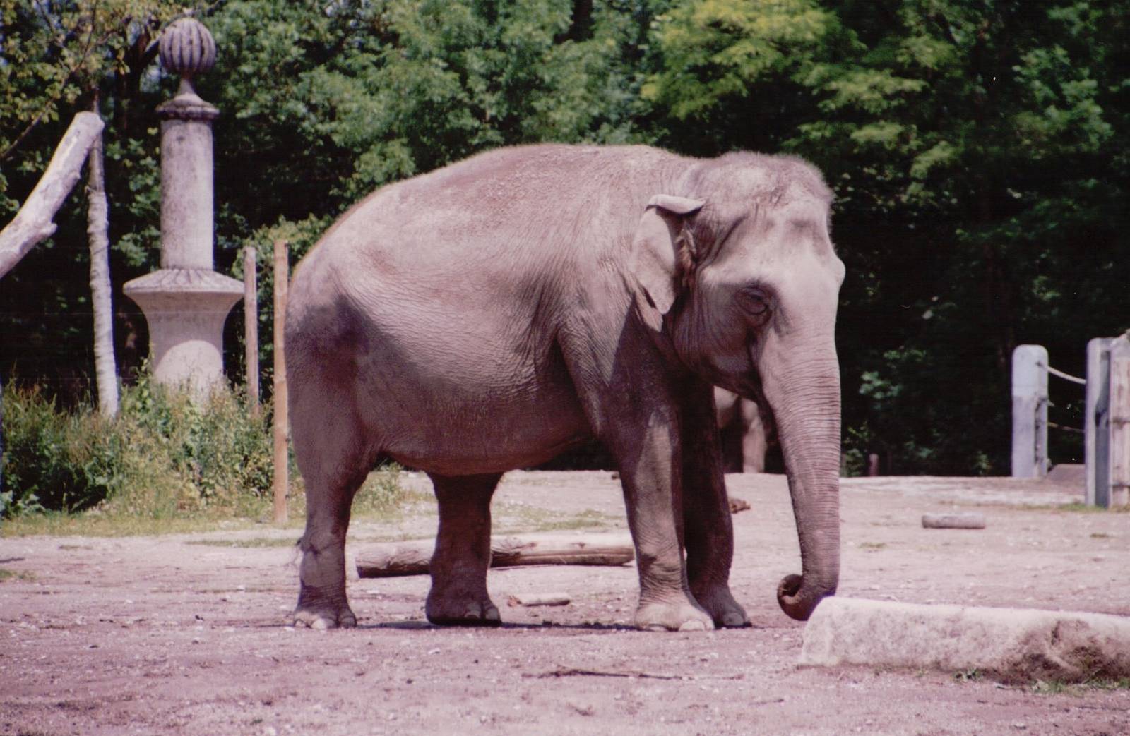 Hellabrunn 1999 - Asiatic Elephant