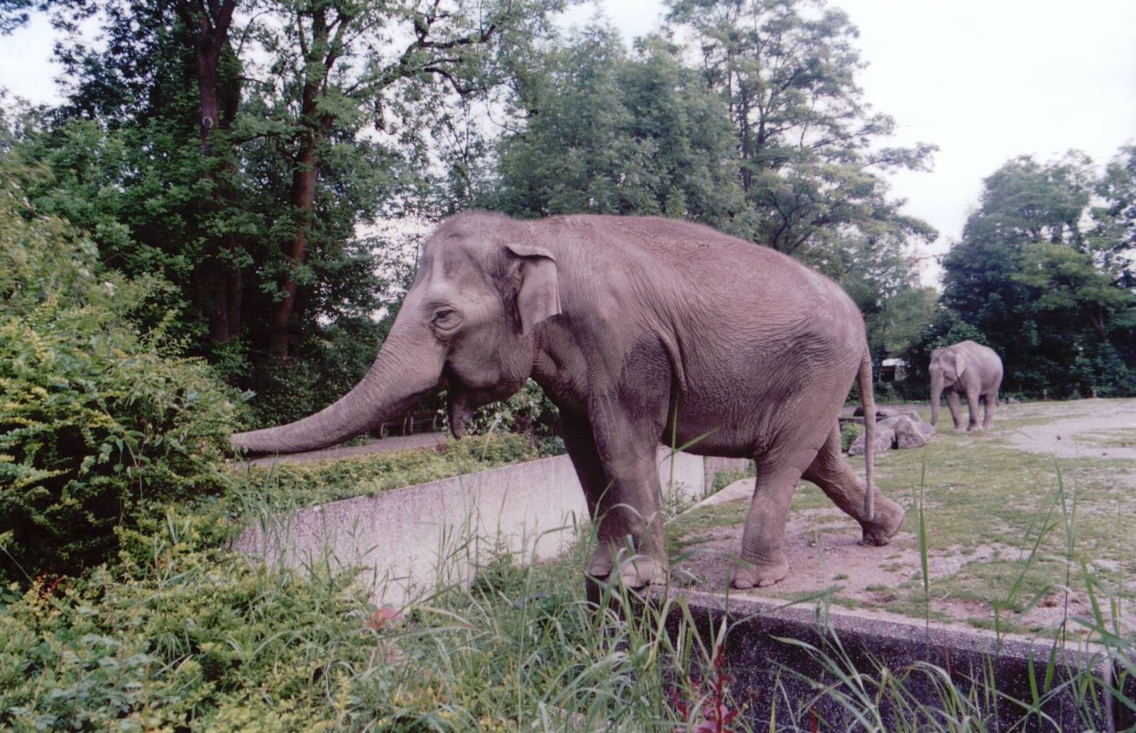Hellabrunn 1999 - Asiatic Elephants