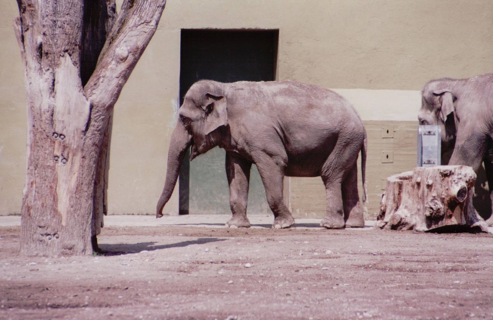 Hellabrunn 1999 - Asiatic Elephants