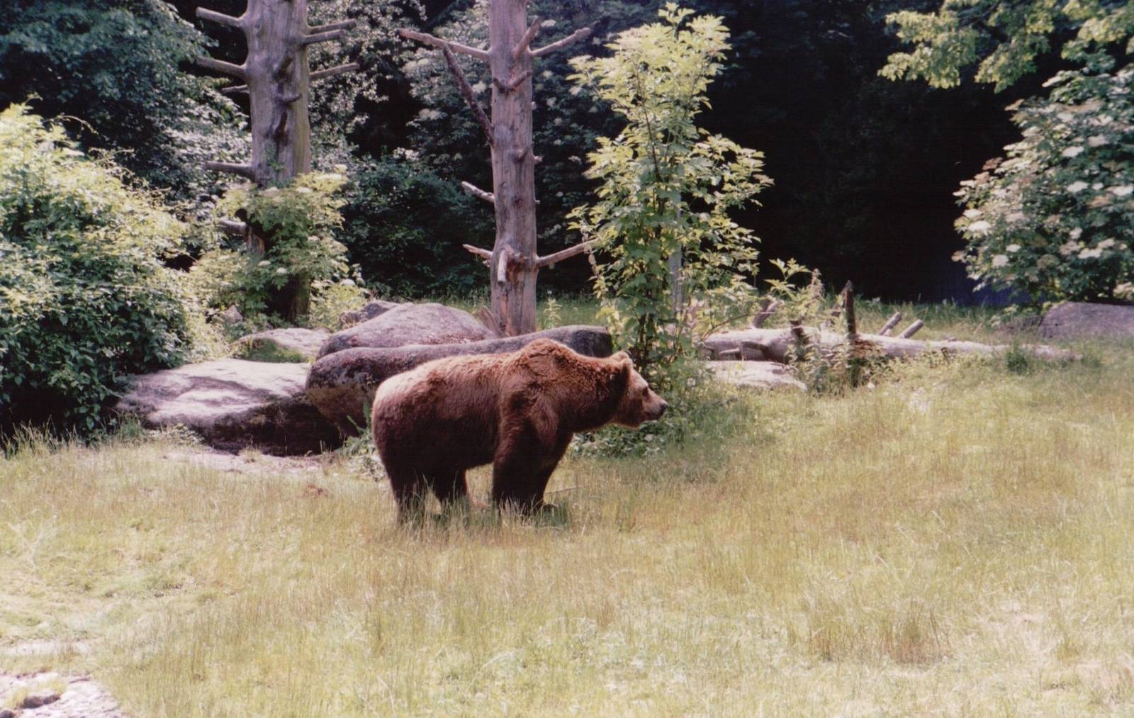 Hellabrunn 1999 - Brown Bear in the great Brown Bear exhibit