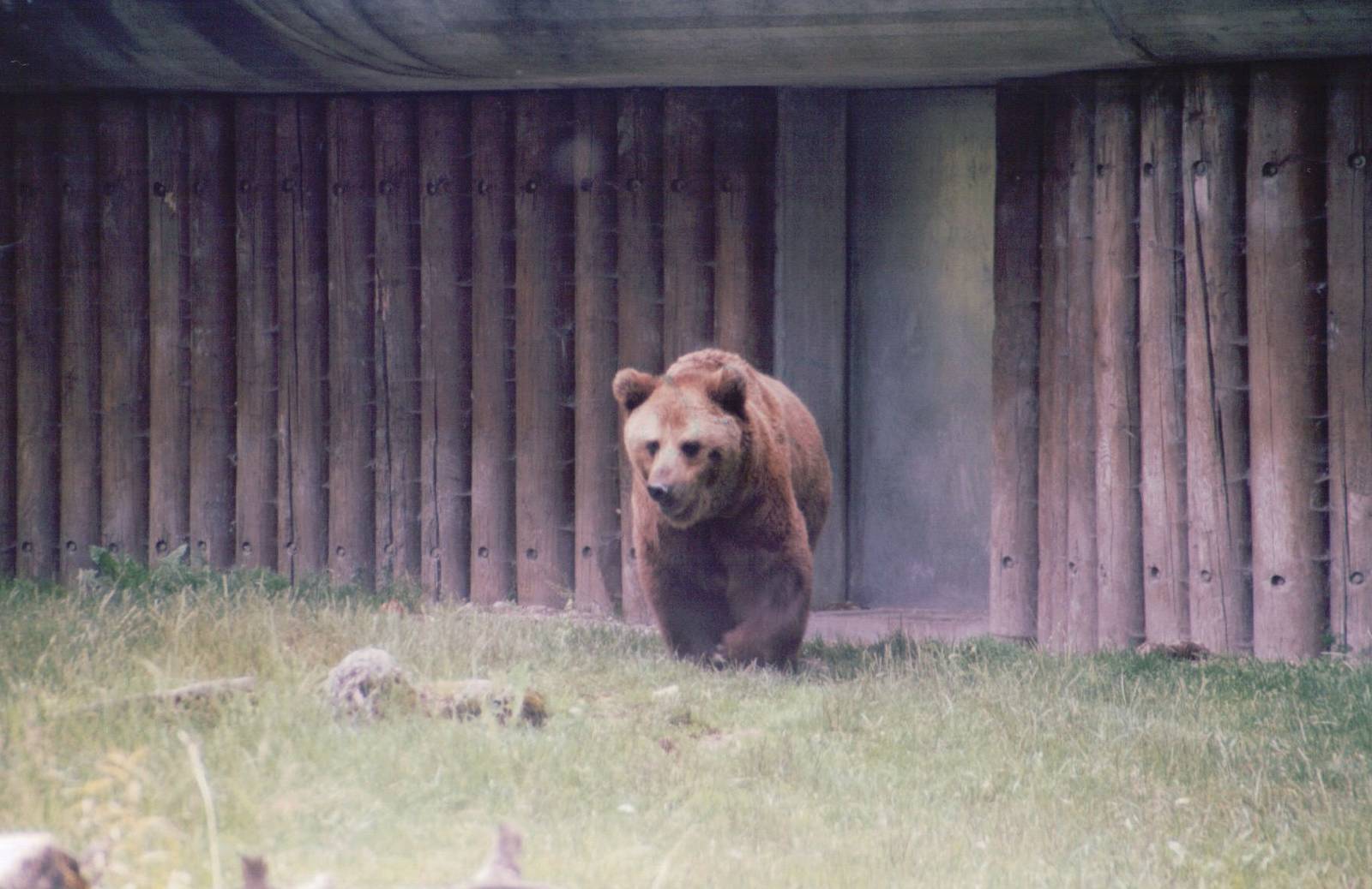 Hellabrunn 1999 - Brown Bear