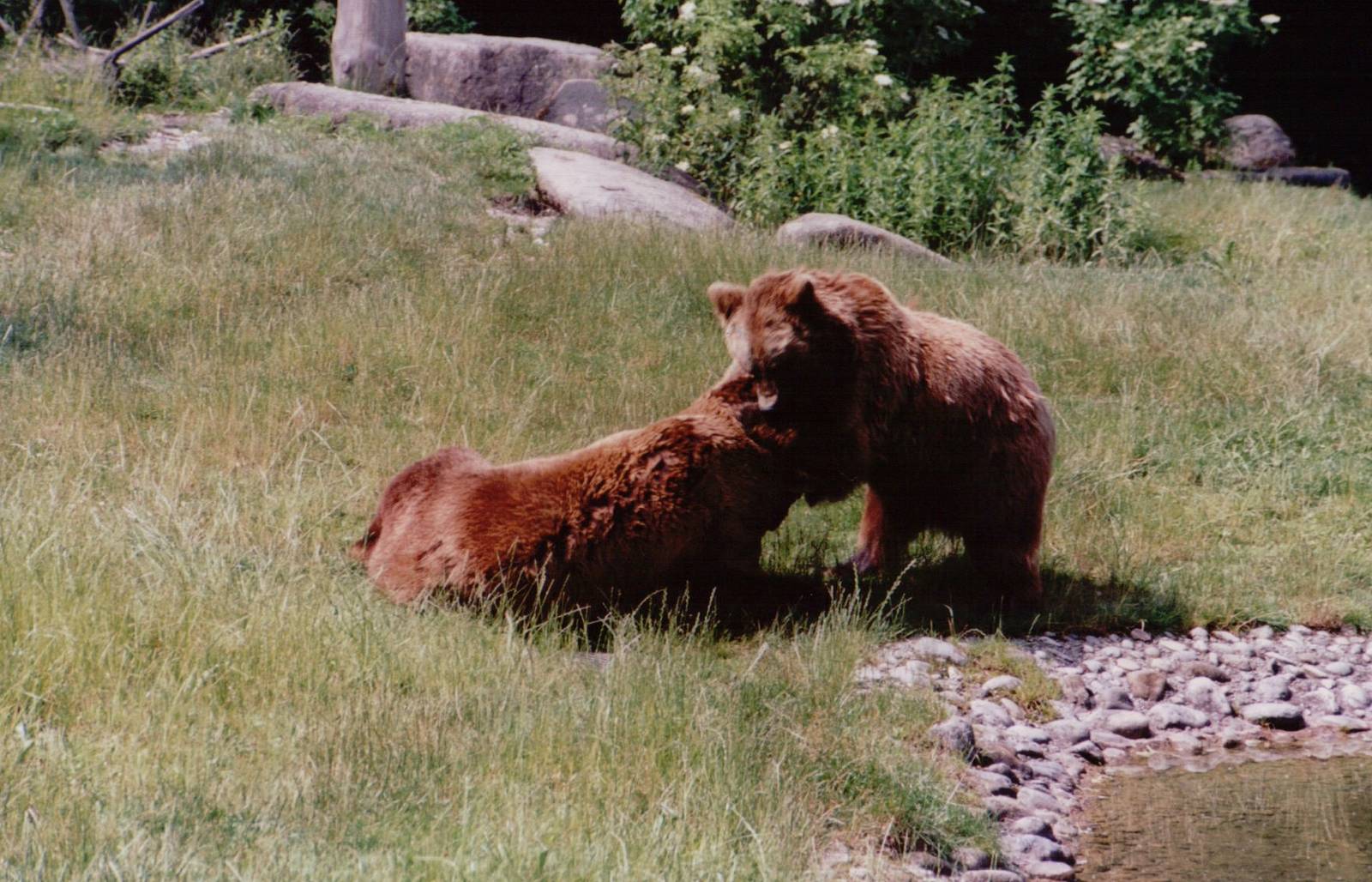 Hellabrunn 1999 - Brown Bears
