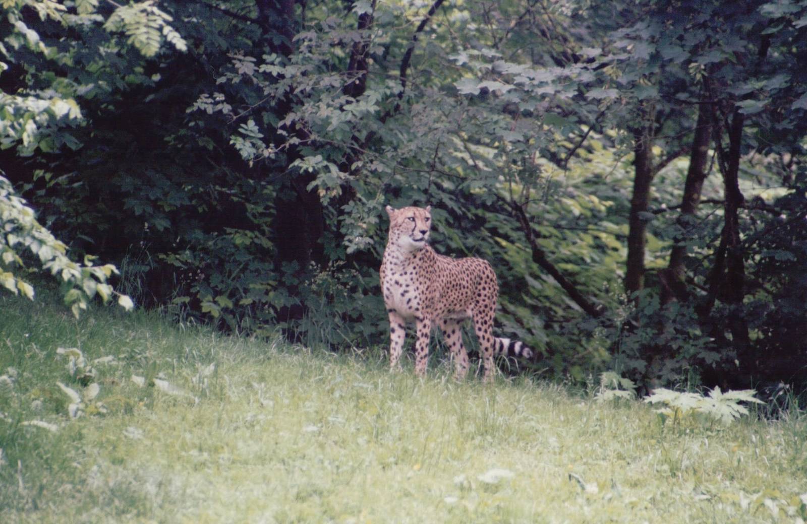Hellabrunn 1999 - Cheetah