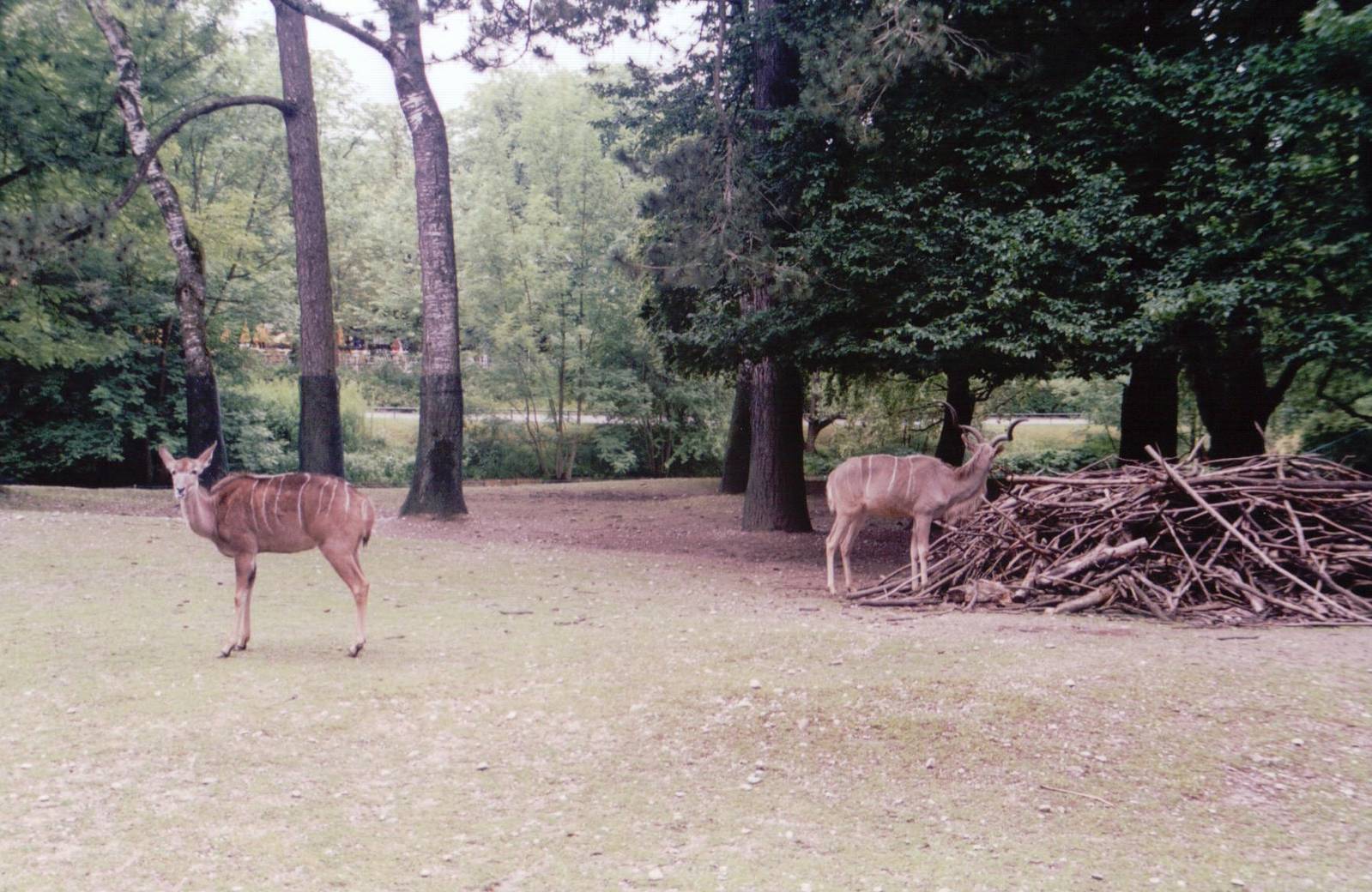Hellabrunn 1999 - Greater Kudu