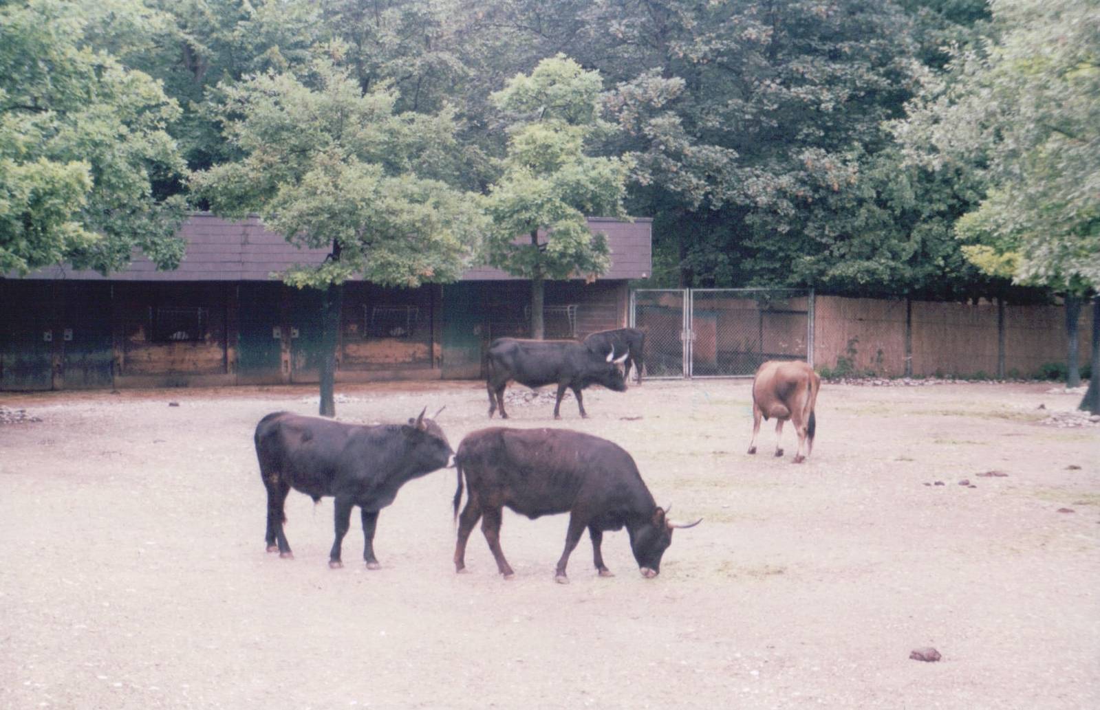 Hellabrunn 1999 - Heck Cattle exhibit