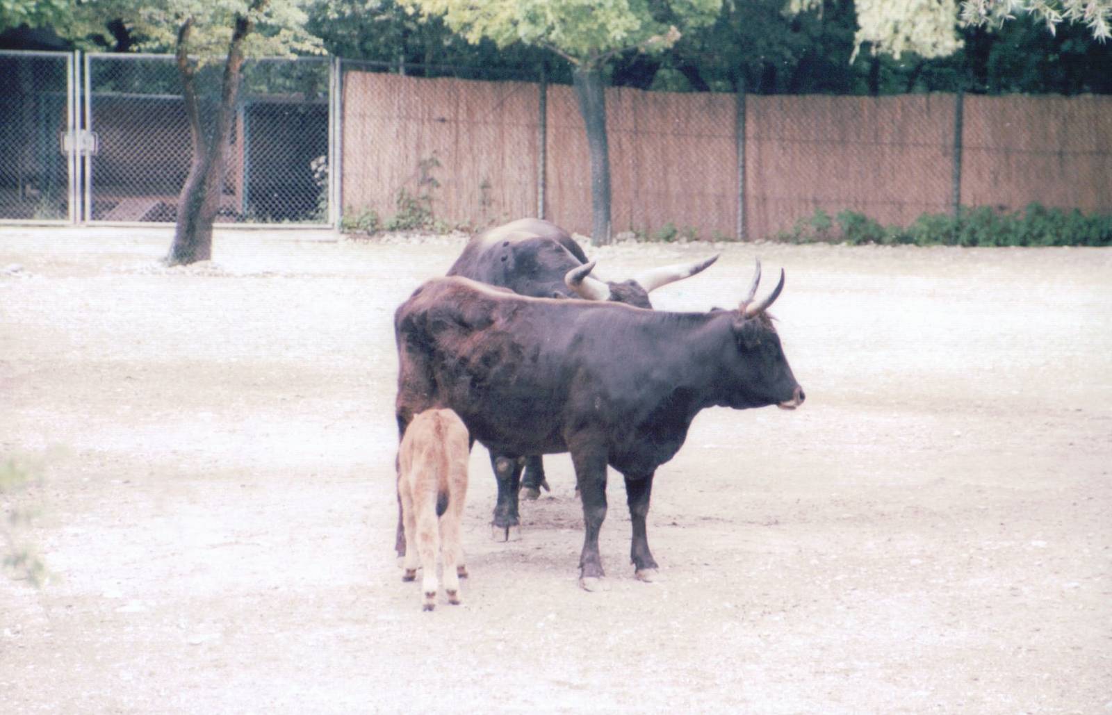 Hellabrunn 1999 - Heck Cattle