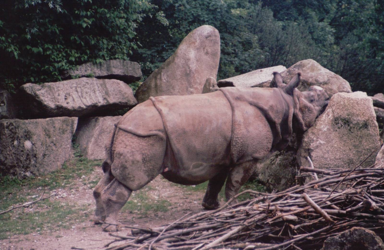 Hellabrunn 1999 - Indian Rhinoceros