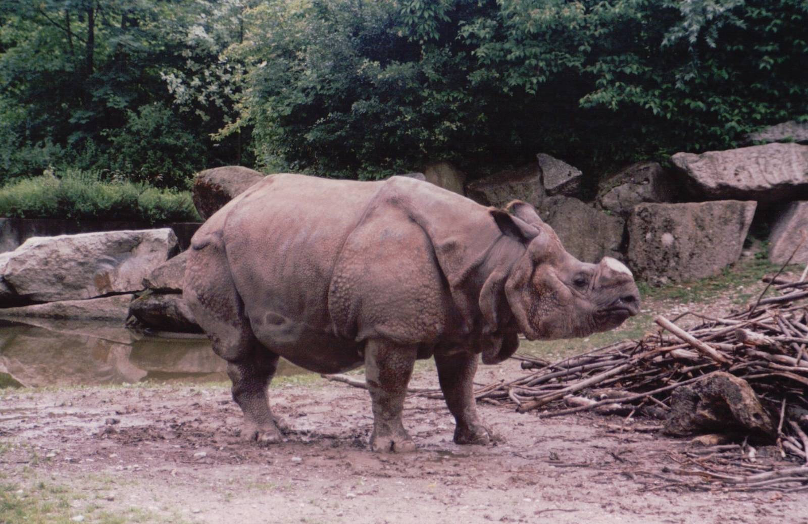 Hellabrunn 1999 - Indian Rhinoceros