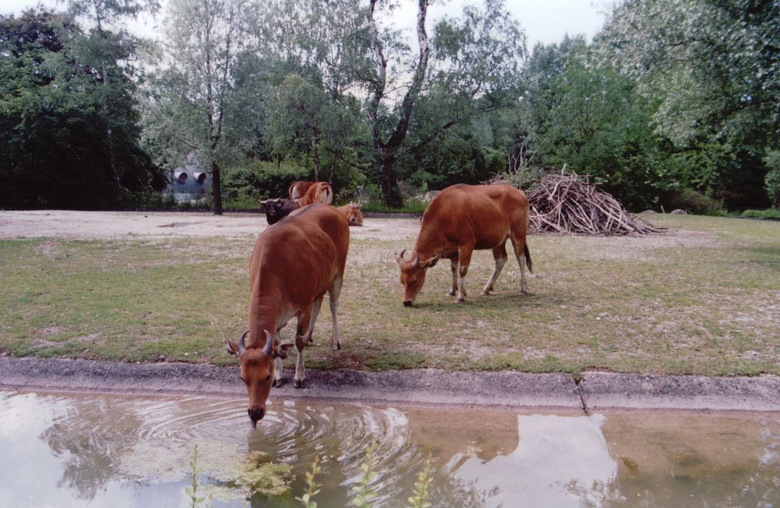 Hellabrunn 1999 - Javan Banteng