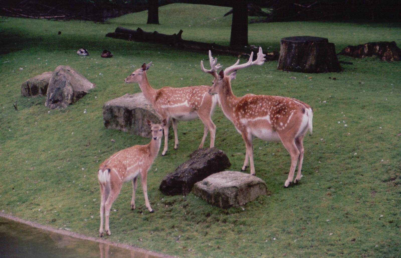 Hellabrunn 1999 - Mesopotamian Fallow Deer