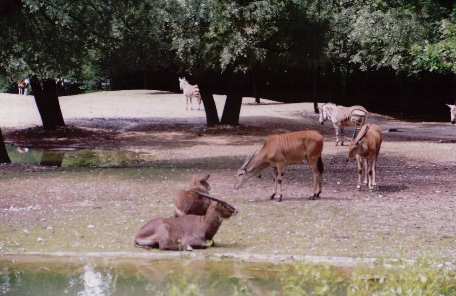 Hellabrunn 1999 - Mountain Zebra, Common Eland and Defassa Waterbuck
