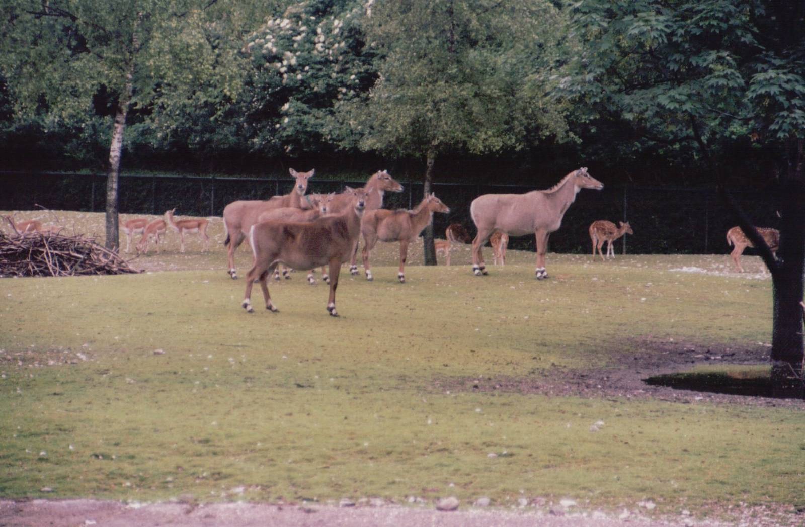 Hellabrunn 1999 - Nilgai, Chital Deer and Blackbuck
