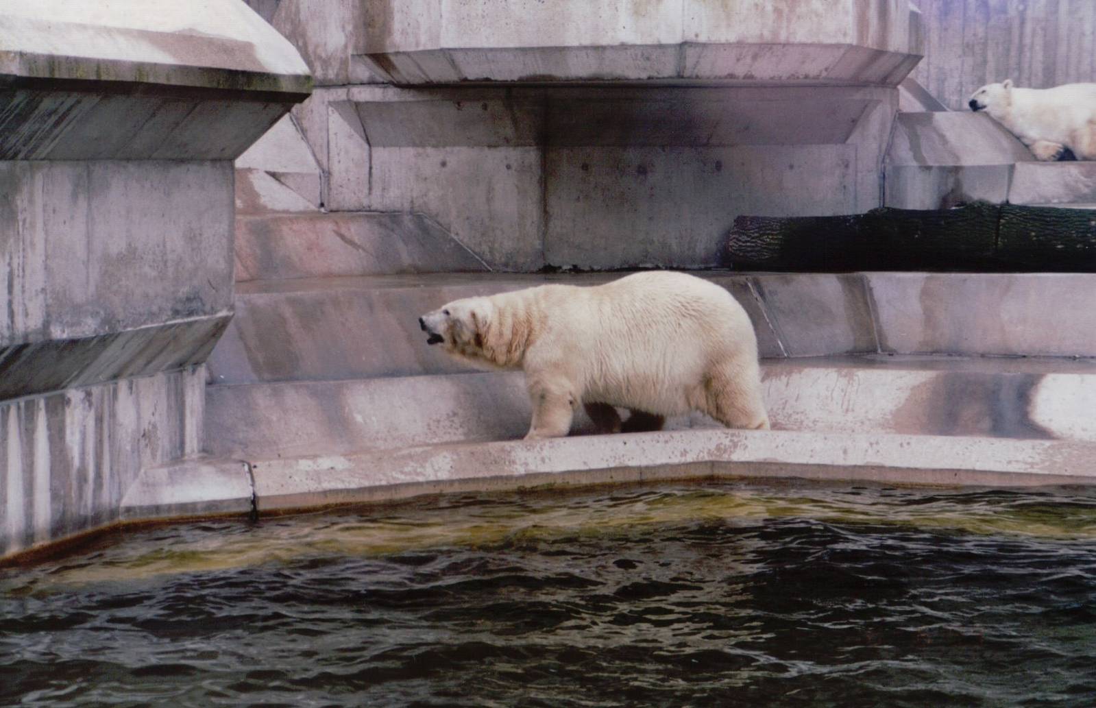 Hellabrunn 1999 - Polar Bear