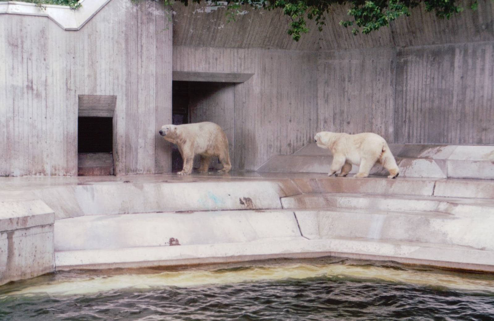 Hellabrunn 1999 - Polar Bears