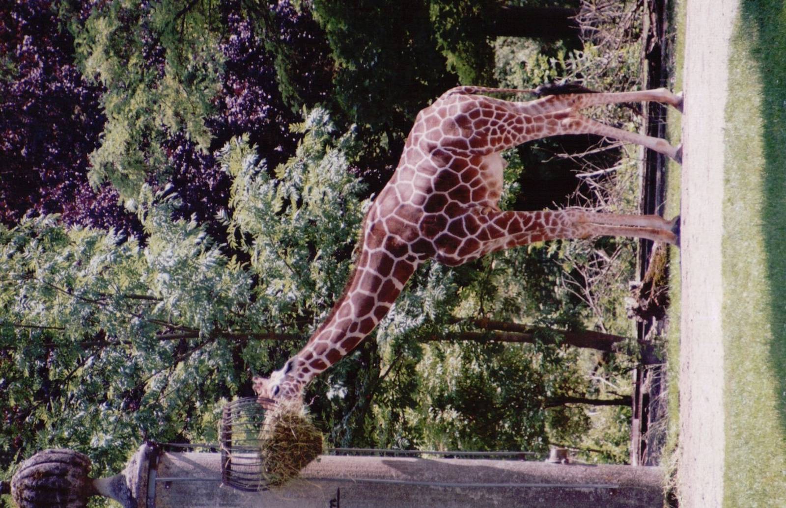Hellabrunn 1999 - Reticulated Giraffe